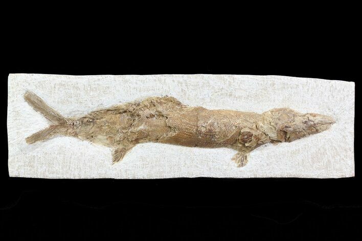 Lower Turonian Fossil Fish - Goulmima, Morocco #76401